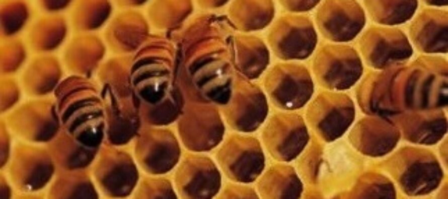 10 Alternative Uses For Honey