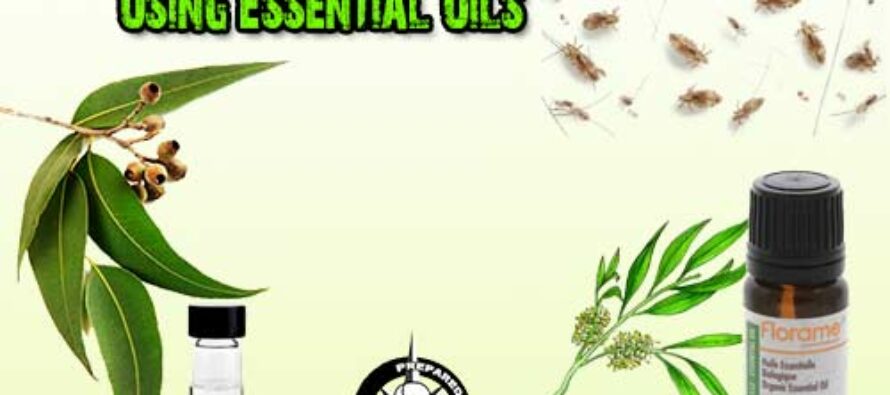 How To Treat Lice Naturally Using Essential Oils