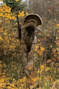 how to hunt fall turkey