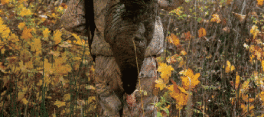 How To Hunt Fall Turkeys (For Your Thanksgiving Feast)