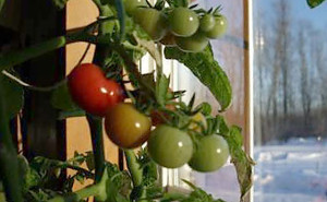 how to grow a garden indoors in the winter