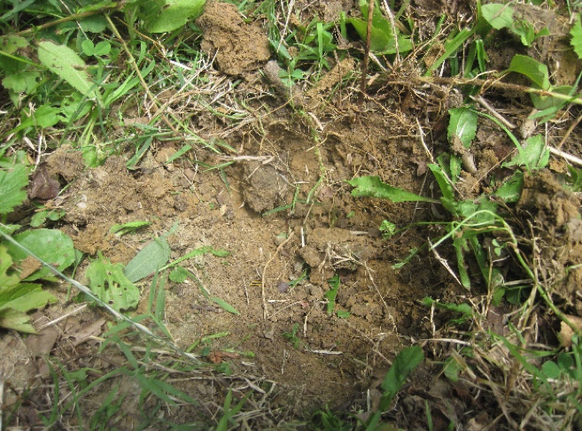 digging small bed for foothold trap