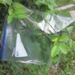 Using a Resealable Plastic Bag to Collect Survival Water