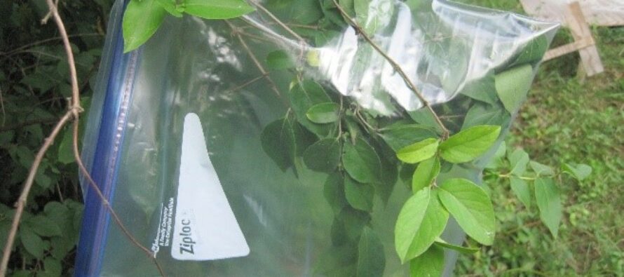 Using a Resealable Plastic Bag to Collect Survival Water