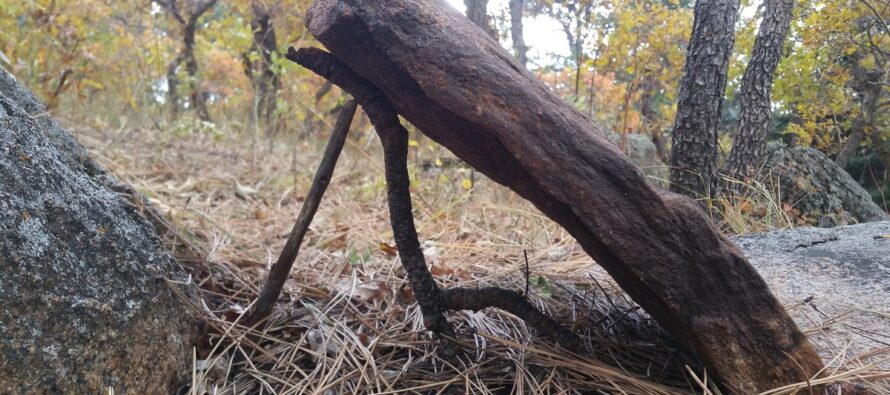 The Two Stick Deadfall Trap
