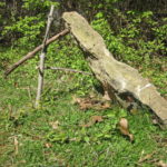The Guide to Primitive Survival Traps
