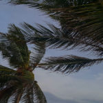 The Basic Hurricane Survival Guide