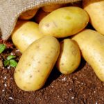The 5 Easiest Crops for Homesteading