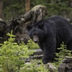 Bear Attacks Teen While Sleeping At Camp