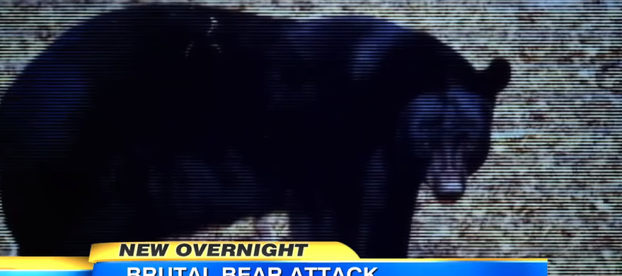 Brutal Bear Attack in Florida