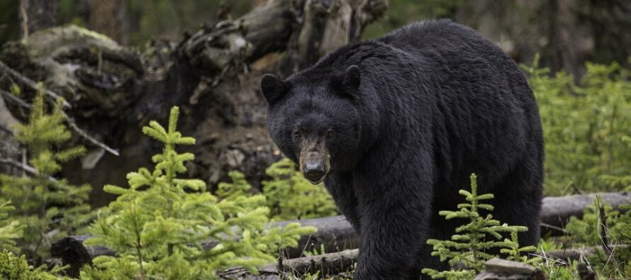 Bear Attacks Teen While Sleeping At Camp