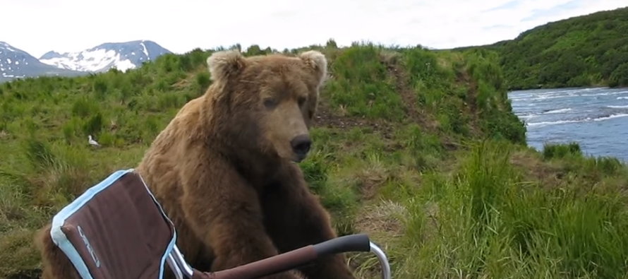 Grizzly Bear Just Sits Next to Guy Overlooking River