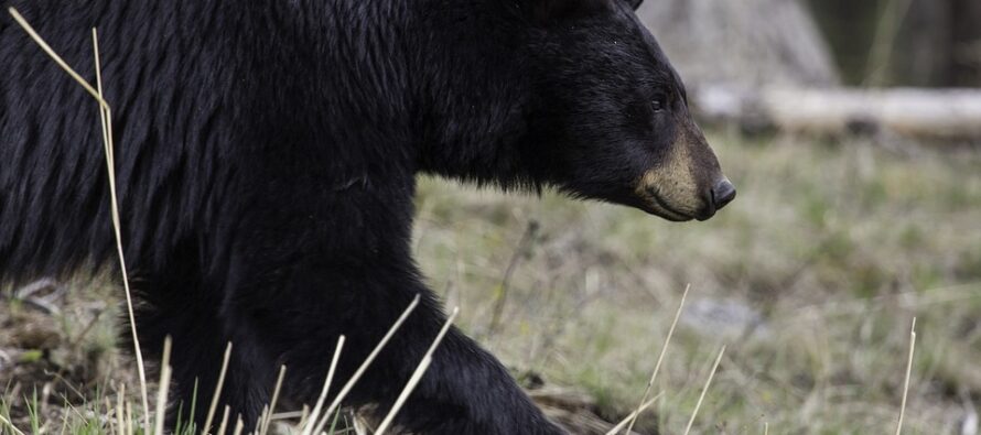 Black Bear Charges at a Hunter as He is…