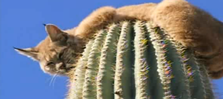 Bobcat Climbs Up 40ft Tall Cactus to Escape Predator