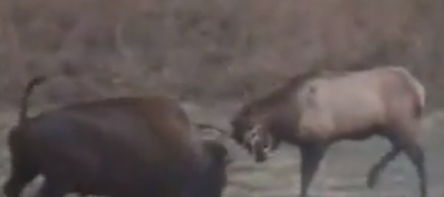 Bull Elk fights Buffalo