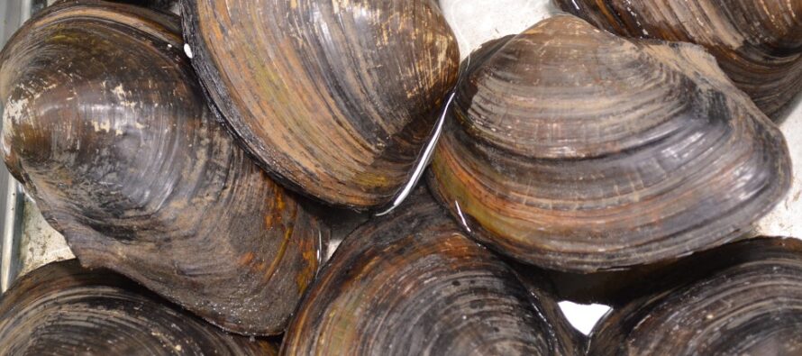 How to Find Freshwater Clams and Mussels