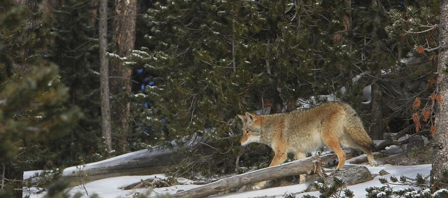 A Deer Shows a Coyote Who’s Boss