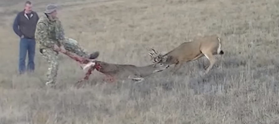 Two Bucks Got in a Fight and Coyotes Devour the Loser