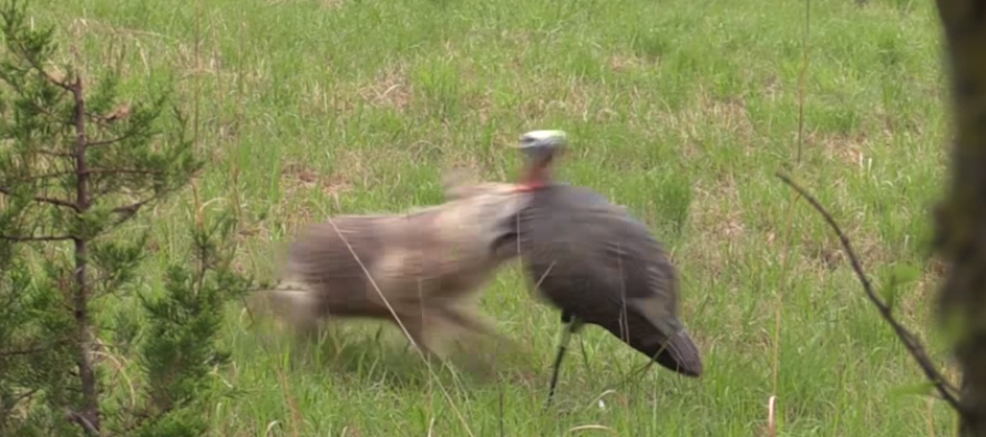 Coyote Attacks a Turkey Decoy