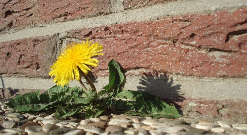 Surviving on Dandelions
