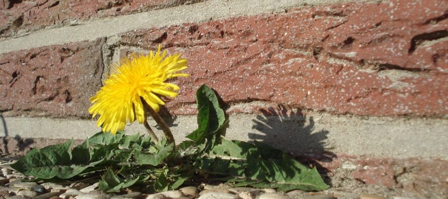 Surviving on Dandelions