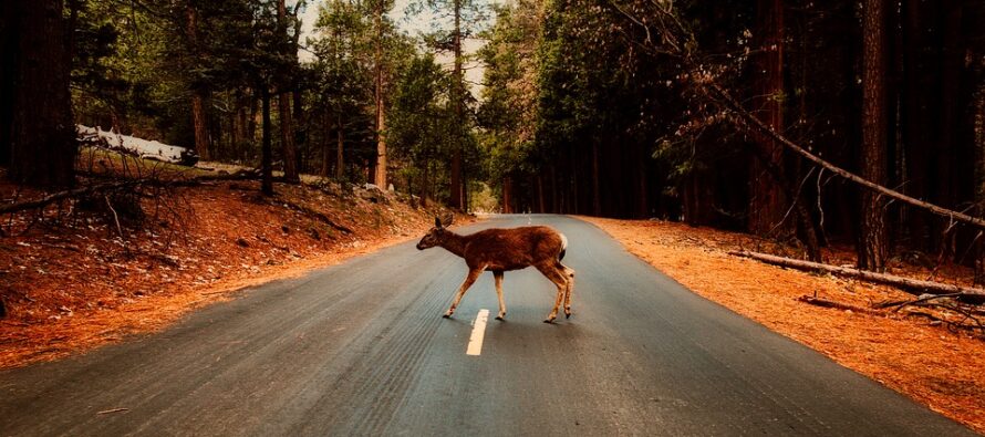 Woman Hospitalized after Deer Knocks her to the Ground