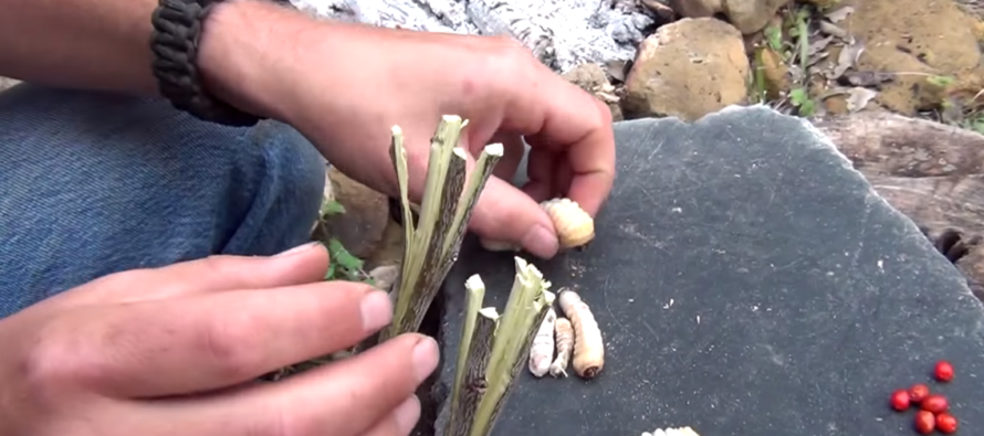 Eating Grubs in a Survival Situation