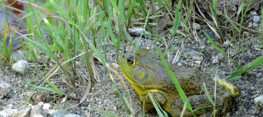 How to Make a Frog Trap In 30 Seconds