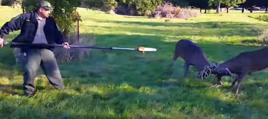 Big Whitetail Bucks get Locked Together and Rescued by a Chainsaw