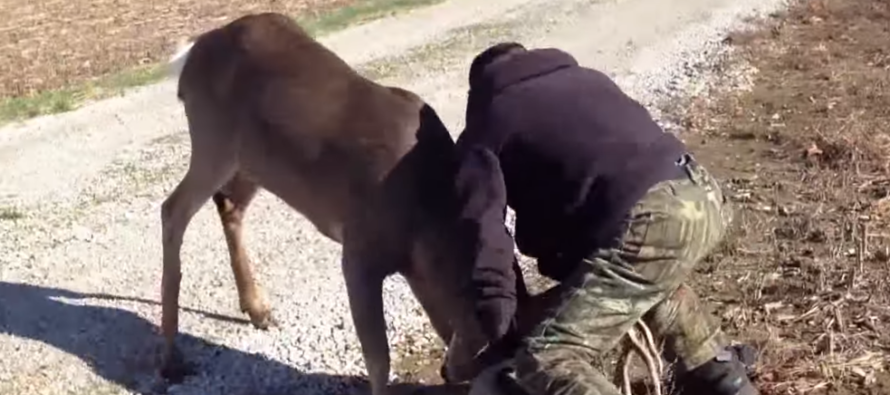 A Man Fights an 11-point buck!