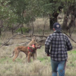 Man Punches Kangaroo Choking Hunting Dog