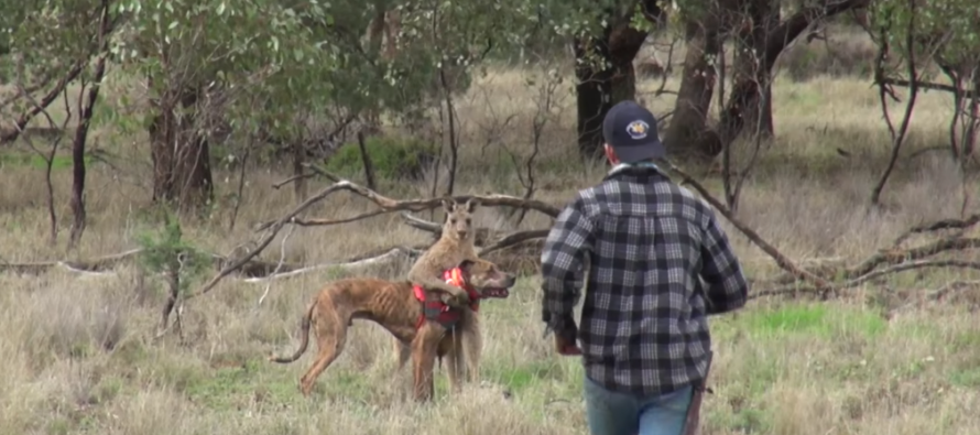 Man Punches Kangaroo Choking Hunting Dog