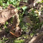 Morel Mushroom Hunting Guide