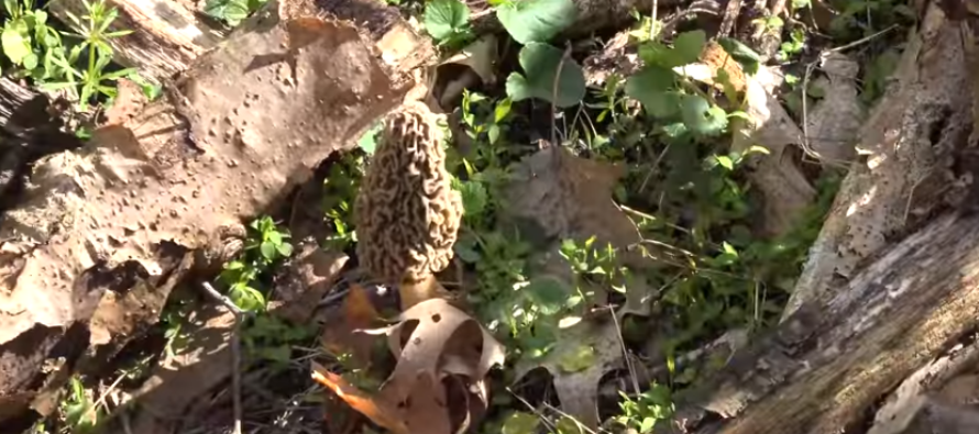 Morel Mushroom Hunting Guide