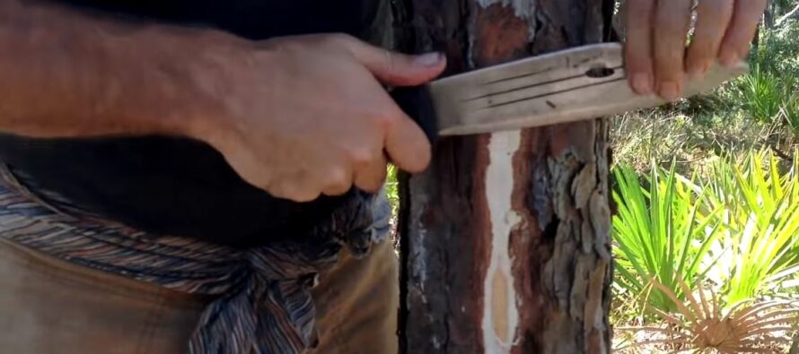 Making Food from Pine Trees