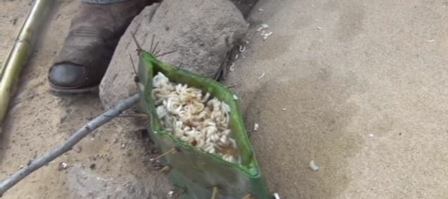 Cooking Ramen In a Cactus