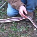 How to Kill, Skin, and Cook a Rattlesnake