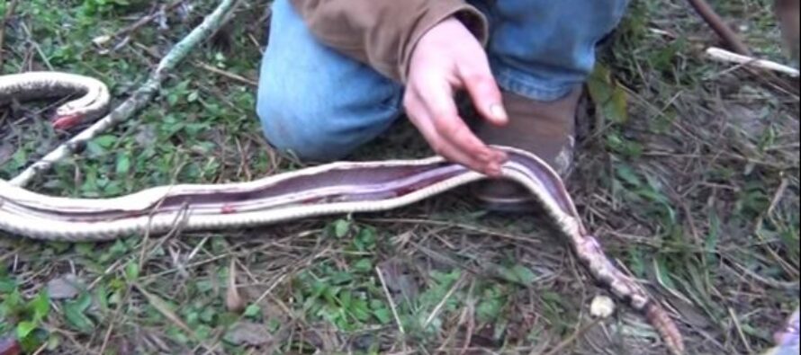 How to Kill, Skin, and Cook a Rattlesnake