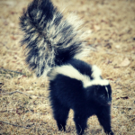 How to Get Rid of Skunk Smell