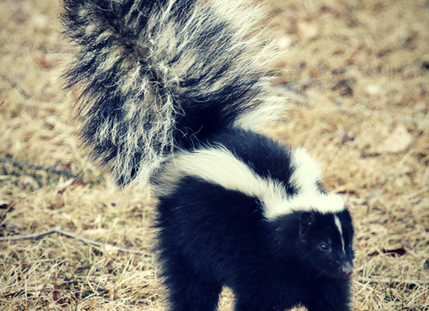 Get Rid Of Skunk Smell In Car Get Rid Of Skunk Smell In Car