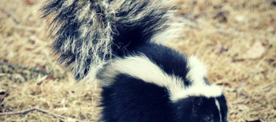 How to Get Rid of Skunk Smell
