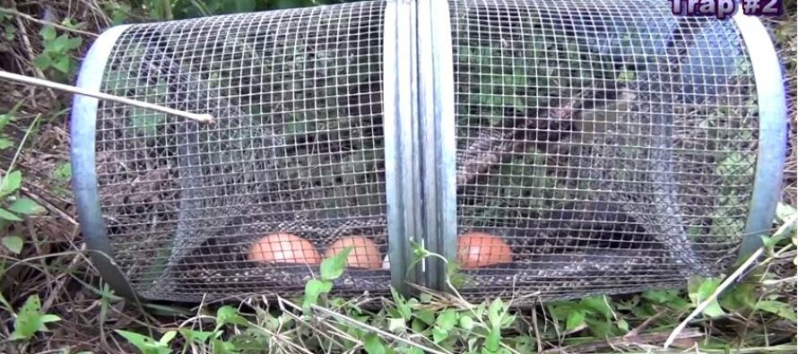 How to Trap Snakes using Minnow Traps