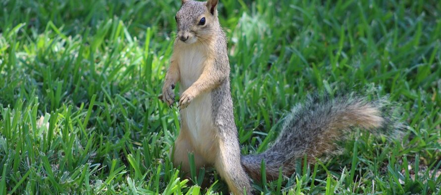 Watch this Kid Get “Attacked” By a Squirrel