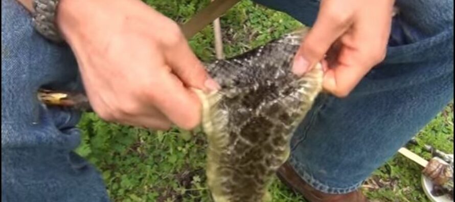 Learn How to Tan Rattlesnake Skin