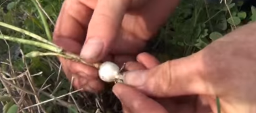 How to Identify and Pick Wild Onion